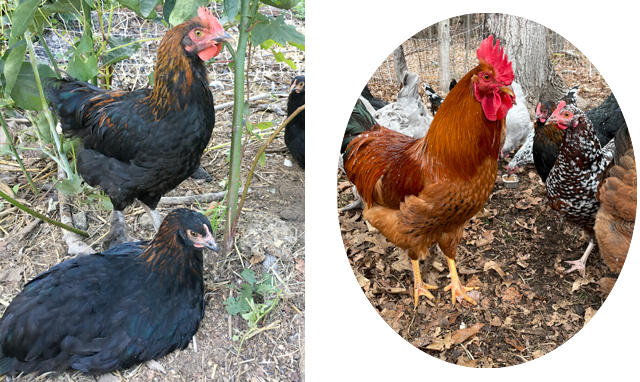 Welsummer Rooster, Black Copper Marans and Speckled Sussex Hen
